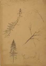 Botanische Skizzen, 1888