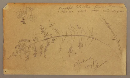 Botanische Skizzen, August 1865