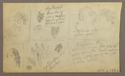 Botanische Skizzen, Ecuador oder Kolumbien; Rückseite: Botanische Skizzen, 1857