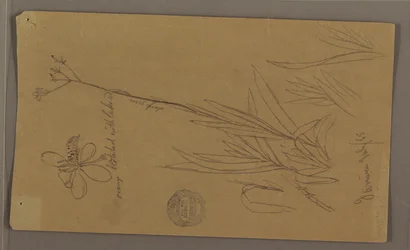 Botanische Skizzen mit Pflanzendetails, Jamaika, Juli 1865