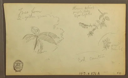 Zeichnung, Botanische Skizzen; Rückseite: Botanische Skizzen, 1857