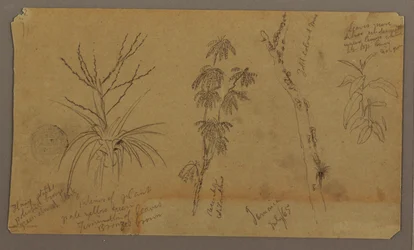 Zeichnung, Botanische Skizzen; Rückseite: Wolken, Juli 1865