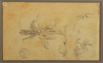 Zeichnung, Botanische Skizzen; Rückseite: Eidechse, Palme, 1857
