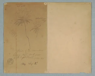 Zeichnung, Botanische Skizzen: ein Ast, ein Baum und eine Baumkrone, Südamerika, 2. September 1853