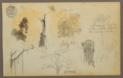 Botanische Skizzen aus Kolumbien: Bambusbäume, Stämme und Details, Juli 1853