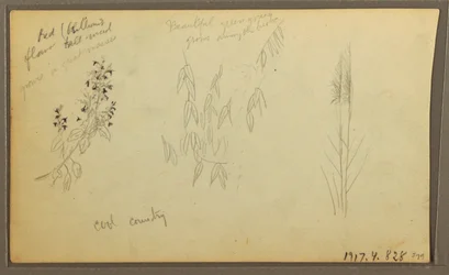Botanische Skizzen, Haus; botanische Skizzen, 1857