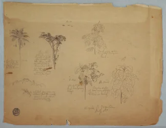 Zeichnung, Botanische Studien mit fliegenden Papageien, Boquia, Kolumbien, Juli 1853
