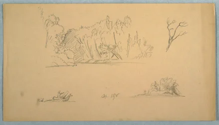 Zeichnung, Botanische Skizzen: Baum, Bäume am Ufer, September 1876
