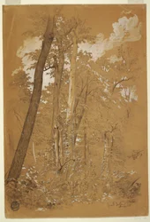 Zeichnung, Kastanienbäume auf Goat Island, Niagara River, New York, August 1858