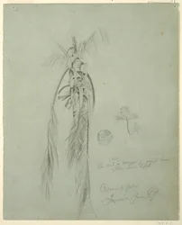 Kokospalme, Jamaika, 14. Juni 1865
