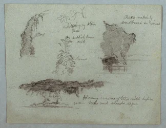 Details von Blumen, Pflanzen und Bäumen entlang eines Flussufers, Rio Magdalena, Kolumbien, 1853, wahrscheinlich Mai