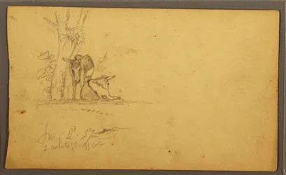 Esel, 2. Juni 1857