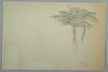 Zeichnung, Farnbaumstudie, Jamaika, August 1865