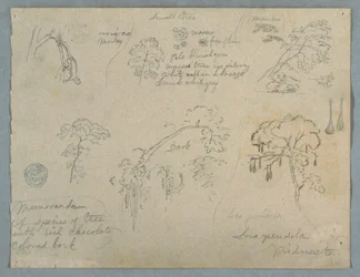 Fünf botanische Studien mit einem hängenden Affen, wahrscheinlich Kolumbien, 1853