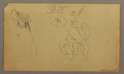 Zeichnung, Landschaft; Rückseite: Botanische Skizzen, 1865