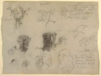 Zeichnung, Naturstudien, wahrscheinlich aus Kolumbien: Affe, Parasiten und Bäume, 1853