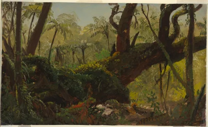 Zeichnung, Regenwald, Jamaika, Westindische Inseln, April–August 1865