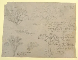 Serie botanischer Studien einschließlich eines Alligators und eines monströsen Baumes, gesehen vom Rio Magdalena, Kolumbien, 1853