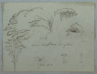 Studien vom Rio Magdalena, Kolumbien: Baumwipfel, fliegender weißer Vogel, Ranken und drei blühende Pflanzen, 1853, wahrscheinlich Mai