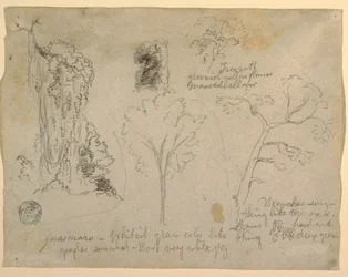 Studien von Bäumen und Pflanzen vom Rio Magdalena, Kolumbien, 1853