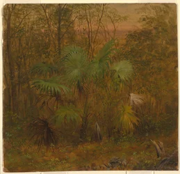 Thatch-Palme, Jamaika, Mai 1865
