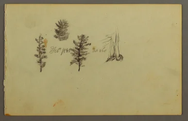 Drei immergrüne Bäume, 1845