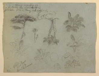 Zeichnung, Baumstudien vom Rio Magdalena aus gesehen, Kolumbien, 1853