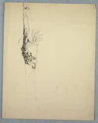 Zeichnung, Baumstamm mit parasitären Pflanzen, Jamaika, Mai–August 1865