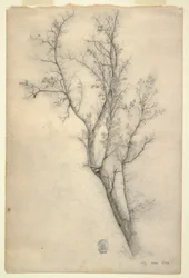 Zeichnung, Baum mit vielen Ästen, Juli 1844