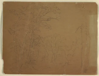 Bäume, Grand Manan Island, Kanada, 1851