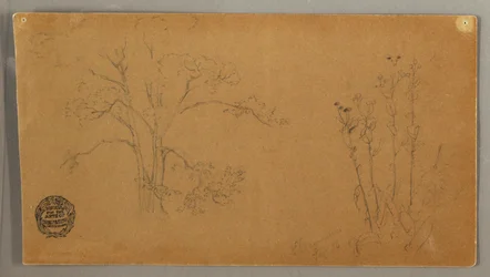 Bäume und Pflanzen, Alant, September 1856
