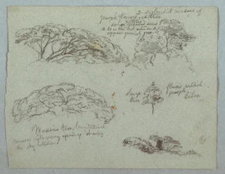 Fünf Studien von Baumwipfeln, Rio Magdalena, Kolumbien