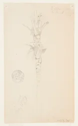 Blätter und Stamm einer Palme, Aspinwall, Panama