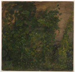 Philodendron-Reben, Jamaika