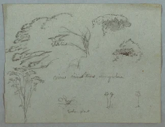 Studien vom Rio Magdalena, Kolumbien: Baumwipfel, fliegender weißer Vogel, Ranken und drei blühende Pflanzen