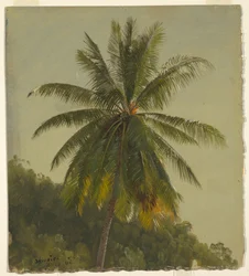 Studie einer Palme, Jamaika