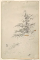 Baum, Bach