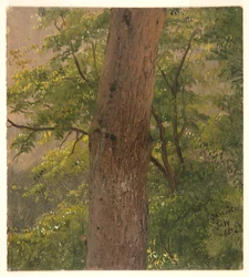 Waldstudie, Jamaika