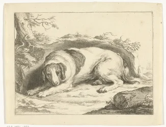Spaniel
