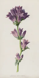 Knäuel-Glockenblume