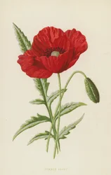 Klatschmohn