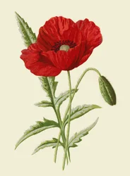 Gewöhnlicher Klatschmohn