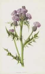 Kriechende Distel