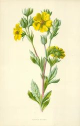 Nelkenwurz