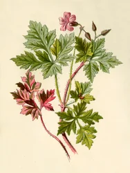 Storchschnabel