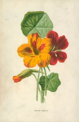 Kapuzinerkresse