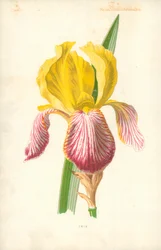 Iris
