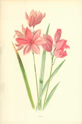 Ixia