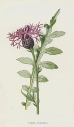 Große Flockenblume