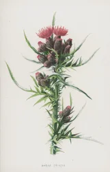 Sumpf-Kratzdistel
